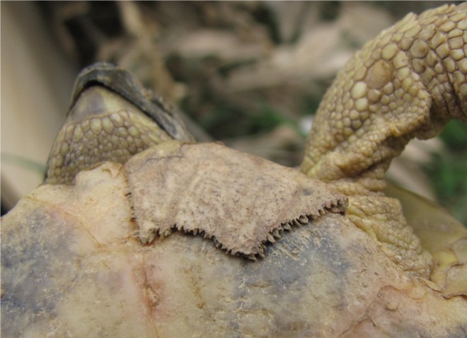 Cicatrici Testudo hermanni